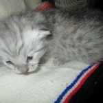 Savannah, Silver spotted male , F-7B ,DOB 9-11-18