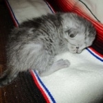 Savannah, Silver spotted male , F-7B ,DOB 9-11-18