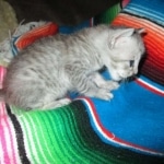 Savannah, Silver spotted male , F-7B ,DOB 9-11-18