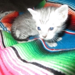 Savannah, Silver spotted male , F-7B ,DOB 9-11-18