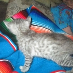 Savannah, Silver spotted male , F-7B ,DOB 9-11-18