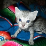 Savannah, Silver spotted male , F-7B ,DOB 9-11-18