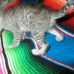 Savannah, Silver spotted male , F-7B ,DOB 9-11-18