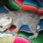 Savannah, Silver spotted male , F-7B ,DOB 9-11-18