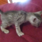 Savannah, Silver spotted male , F-7B ,DOB 9-11-18