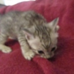 Savannah, Silver spotted male , F-7B ,DOB 9-11-18