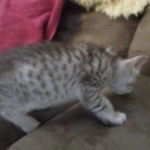 Savannah, Silver spotted male , F-7B ,DOB 9-11-18