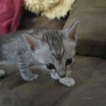 Savannah, Silver spotted male , F-7B ,DOB 9-11-18