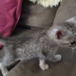 Savannah, Silver spotted male , F-7B ,DOB 9-11-18