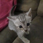 Savannah, Silver spotted male , F-7B ,DOB 9-11-18