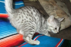 Greta, Savannah, F-7B, Silver spotted, female, DOB 5-9-18