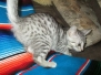 Greta, Savannah, F-7B, Silver spotted, female, DOB 5-9-18
