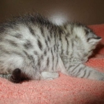 Savannah, F-7B, Silver Spotted, DOB 5-9-18