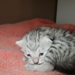 Savannah, F-7B, Silver Spotted, DOB 5-9-18