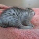 Savannah, F-7B, Silver Spotted, DOB 5-9-18