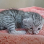 Savannah, F-7B, Silver Spotted, DOB 5-9-18