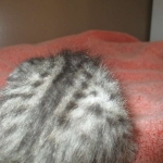 Savannah, F-7B, Silver Spotted, DOB 5-9-18