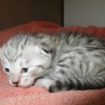 Savannah, F-7B, Silver Spotted, DOB 5-9-18