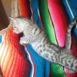 Greta, Savannah, F-7B, Silver Spotted, DOB 5-9-18