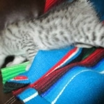 Greta, Savannah, F-7B, Silver Spotted, DOB 5-9-18