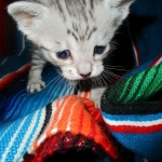 Greta, Savannah, F-7B, Silver Spotted, DOB 5-9-18