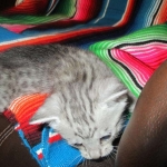 Greta, Savannah, F-7B, Silver Spotted, DOB 5-9-18