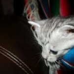 Greta, Savannah, F-7B, Silver Spotted, DOB 5-9-18