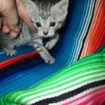 Greta, Savannah, F-7B, Silver Spotted, DOB 5-9-18