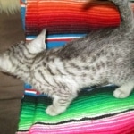 Greta, Savannah, F-7B, Silver Spotted, DOB 5-9-18