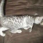 Greta, Savannah, F-7B, Silver Spotted, DOB 5-9-18