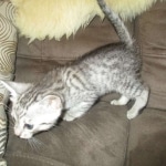 Greta, Savannah, F-7B, Silver Spotted, DOB 5-9-18