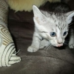 Greta, Savannah, F-7B, Silver Spotted, DOB 5-9-18