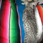 Greta, Savannah, F-7B, Silver Spotted, DOB 5-9-18