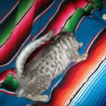 Greta, Savannah, F-7B, Silver Spotted, DOB 5-9-18