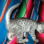 Greta, Savannah, F-7B, Silver Spotted, DOB 5-9-18