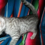 Greta, Savannah, F-7B, Silver Spotted, DOB 5-9-18