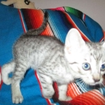 Greta, Savannah, F-7B, Silver Spotted, DOB 5-9-18