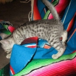 Greta, Savannah, F-7B, Silver Spotted, DOB 5-9-18