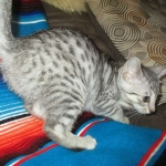 Greta, Savannah, F-7B, Silver Spotted, DOB 5-9-18