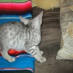 Greta, Savannah, F-7B, Silver Spotted, DOB 5-9-18