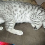 Greta, Savannah, F-7B, Silver Spotted, DOB 5-9-18