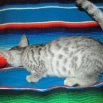 Greta, Savannah, F-7B, Silver Spotted, DOB 5-9-18