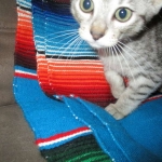 Greta, Savannah, F-7B, Silver Spotted, DOB 5-9-18