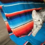 Greta, Savannah, F-7B, Silver Spotted, DOB 5-9-18