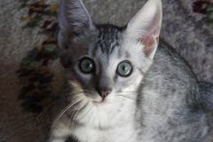 Sudi, Savannah F-7B Silver spotted Male DOB 3-14-19