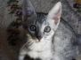 Sudi, Savannah F-7B Silver spotted Male DOB 3-14-19