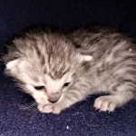 Savannah, F-7B, Male DOB 3-14-19