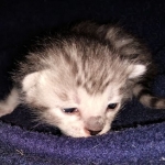 Savannah, F-7B, Male DOB 3-14-19