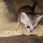 Savannah, F-7B, Male DOB 3-14-19