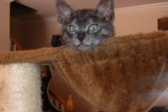 Remington Savannah F-7B Smoke spotted male DOB 2-11-20